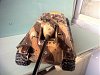     . 

:	IMG_1176.jpg 
:	51 
:	886.5  
ID:	15193
