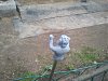     . 

:	2014-11-10 11.16.49.jpg 
:	50 
:	88.4  
ID:	22490