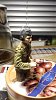     . 

:	IMG-20180629-WA0001.jpg 
:	15 
:	19.7  
ID:	39992